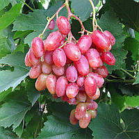 Саджанець винограду Ксенія (Анжеліка)