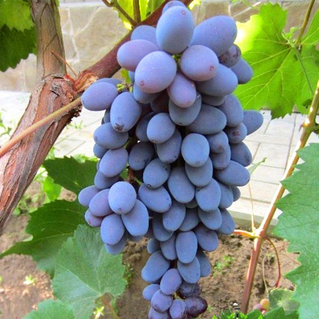 Саджанець винограду Маршальський