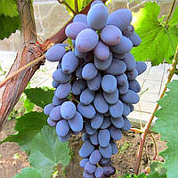 Саджанець винограду Маршальський