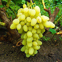 Саженец винограда сорт Илллария