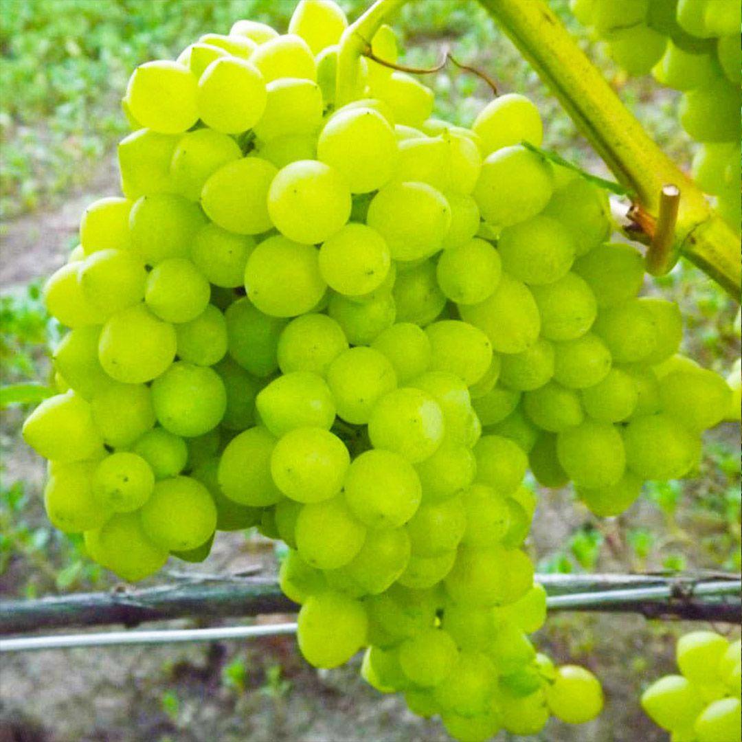 Саженец винограда Мускат Посада - фото 1 - id-p90265634