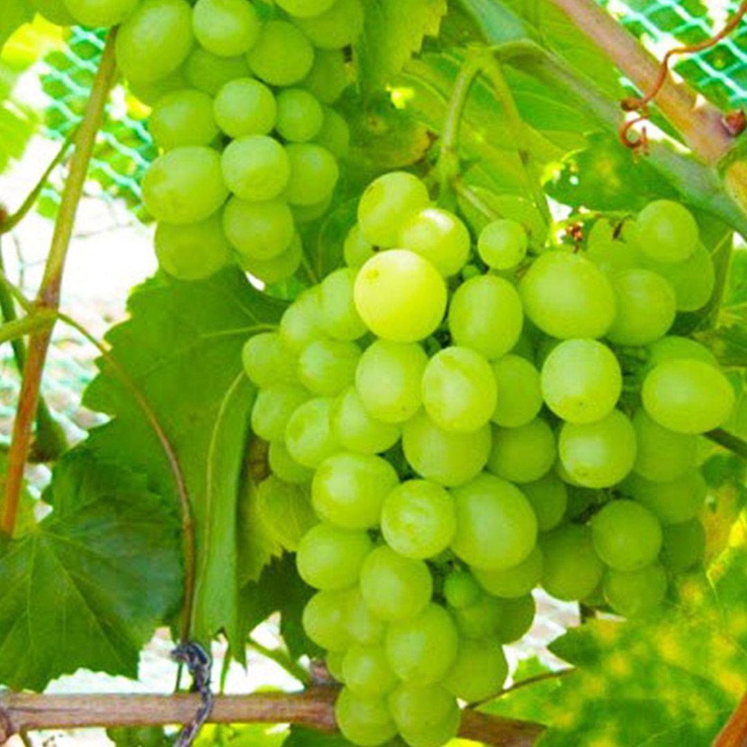 Саджанець виноград Надійний