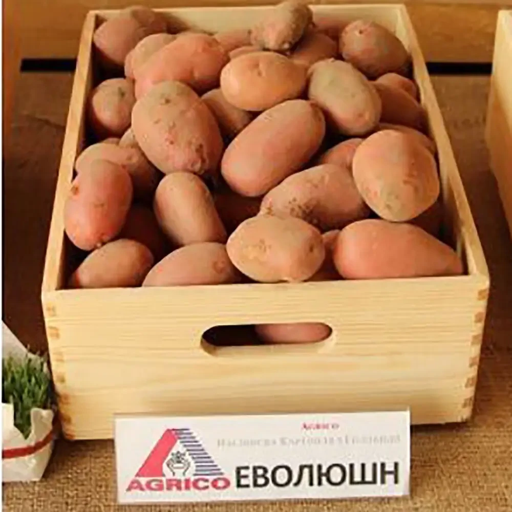 Семенной картофель Эволюшн 2,5 кг (1 репродукция) - фото 1 - id-p1606835422