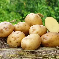 Семенной картофель Ривьера 2,5 кг (1 репродукция)