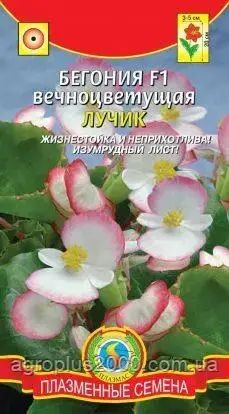 Насіння Бегонія вічно квітуча Лучик F1, 10 насіння Плазмінні Насіння, фото 1