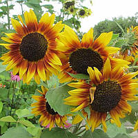 Соняшник декоративний