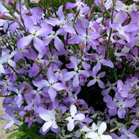 Матіола / Левкой