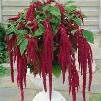 Амарант / Целозія