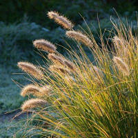 Декоративні злаки