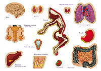 Настольная обучающая игра с многоразовыми наклейками "Тело человека" KP-004p рус. языком топ