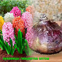 Цибулини Гіацинтів оптом