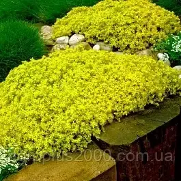 Насіння Насіння Насіння (очіток) Султан 0,05 грама Насіння НК, фото 1