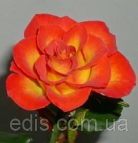 Троянда поліантова Rumba (Румба) патіо, фото 2