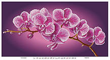 Гілка орхідеї