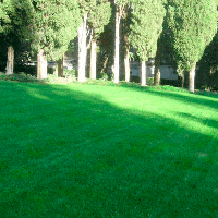 Газонная трава Засухоустойчивая SUN 1 кг (DLF)