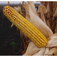 Семена кукурузы ДН ПИВИХА (ФАО 180)