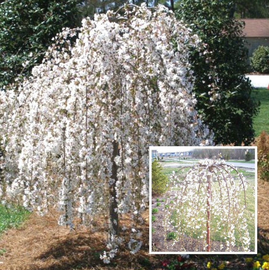 Вишня плакуча на штамбі (160 — 180 см), фото 1