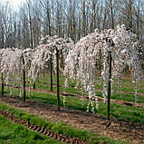 Вишня плакуча на штамбі (160 — 180 см), фото 2