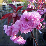 Сакура червонувата "Роял Бургунді" штамб, фото 2