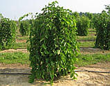 Шовковиця плакуча (1,7-1,9 м), фото 2