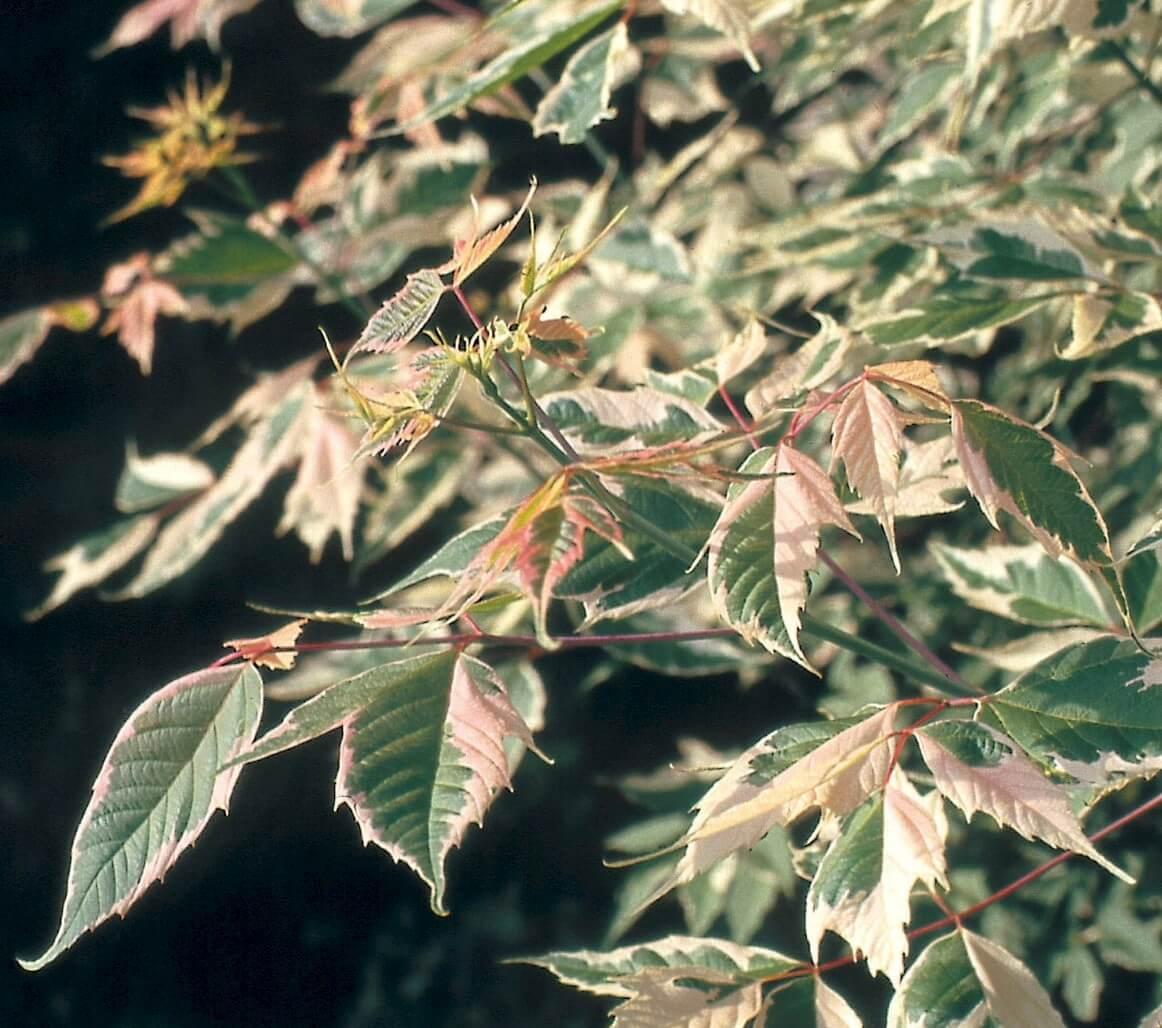 Клен ясенісний строкастильний Фламінго, фото 1
