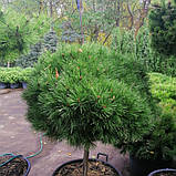 Сосна на штамбі декоративна "Брепо"(Pinus nigra Brepo), фото 4