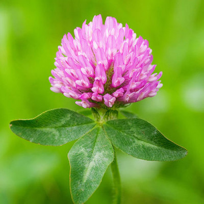 Конюшина магнічена 5 кг - оптом, фото 1