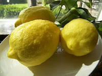 Лимон "Пандероза"