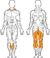 Згинач - розгинач стегна (комбінований) Fit Sport (1321), фото 2