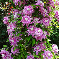 Клематис Жозефина, Clematis Josephine (2 и 3 группа)