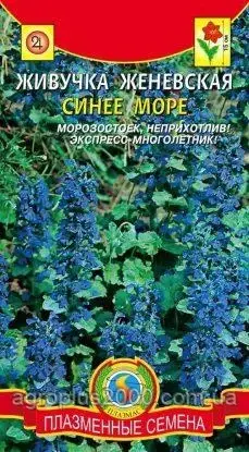 Насіння Живучка жіноче Синє море 10 насіння Агроніка
