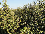 Підщепа для яблуні 54-118 (4 мм), фото 3