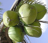 Cуп томатний з кокосом швидкого приготування 22г Ekoprodukt, фото 7