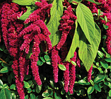 Чіпси амарантові томат базилік безглютенові 65г Mclloyd''s, фото 3