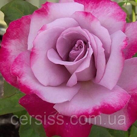 Роза чайно-гибридная Парадиз, Rose Paradise - фото 1 - id-p1609997286