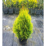 Туя Західна "Голден Смарагд"(90-110 см.), фото 3