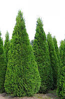 Вечнозеленая Туя Смарагд (Изумруд) (90-110 см)