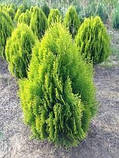 Туя східна Aurea Nana ( 70-80 см), фото 3