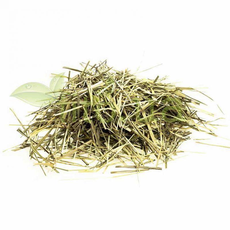 Оренбург Купить Семена Травы Зубровки