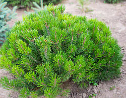 Сосна гірська "Мугус" (Мughus)