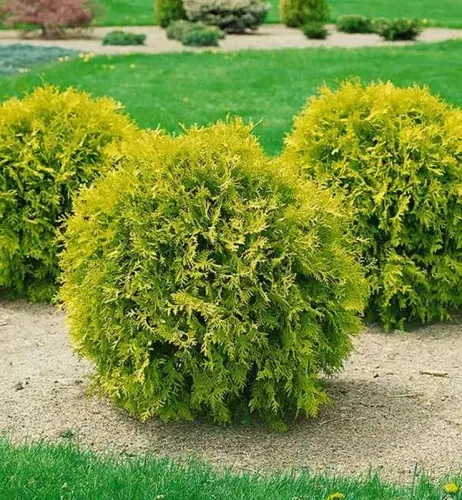 Туя куляста "Міріам" (Н-25 см)