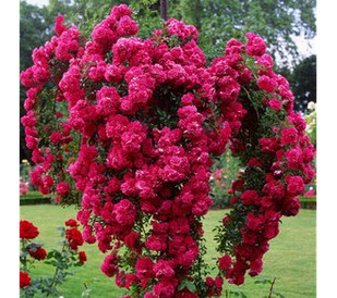 Rosa (Роза) Super Exelsa
