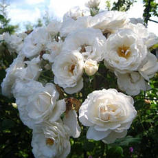 ASPIRIN-ROSE (Аспірин-Роуз), фото 5