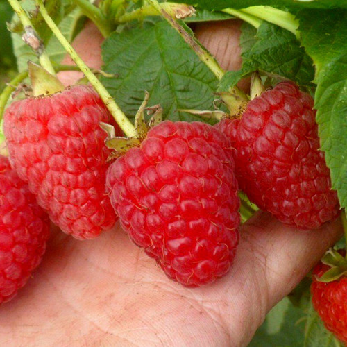 Саджанці малини сорт Маравілла (Maravilla), фото 1