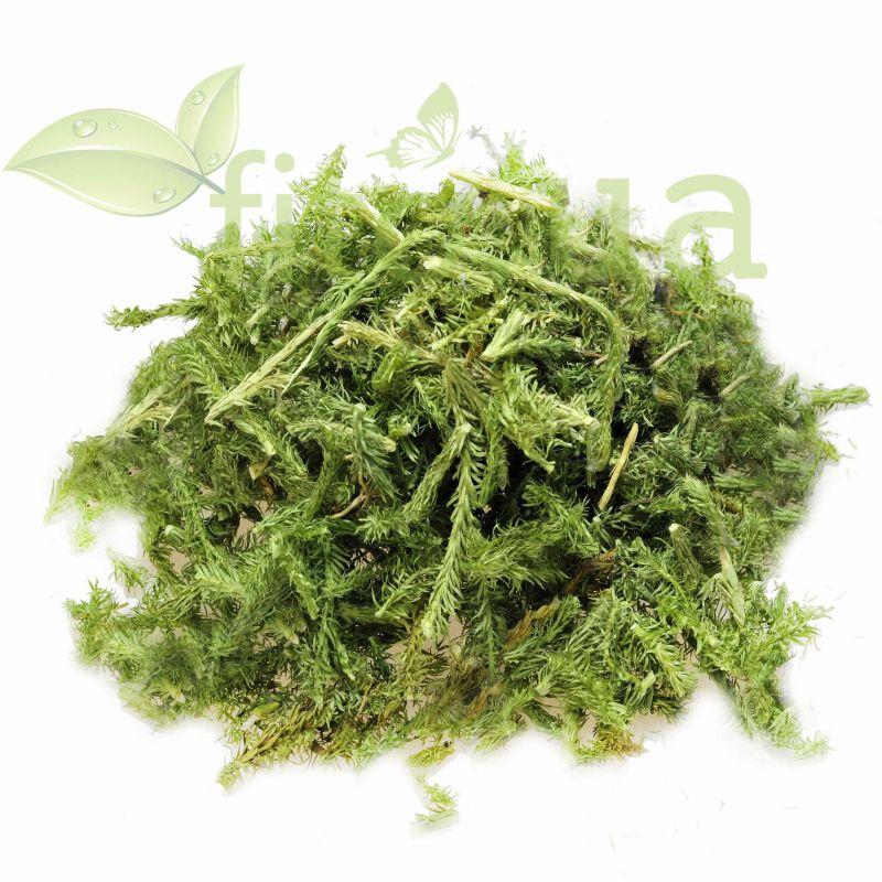 Плаун баранець трава 50 гр., фото 1