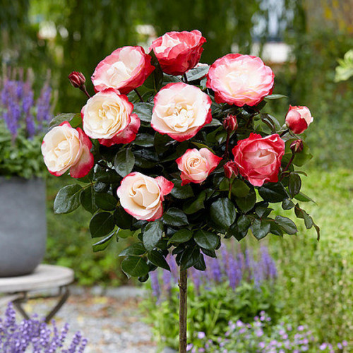 Троянда штамбова "Дабл Делайт", фото 1