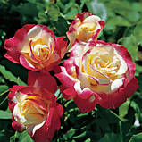 Троянда штамбова "Дабл Делайт", фото 2