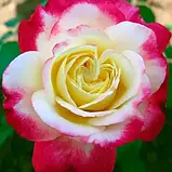 Троянда штамбова "Дабл Делайт", фото 4