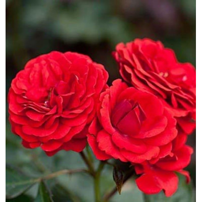 Роза штамбовая "Кордула" - фото 3 - id-p1610491057