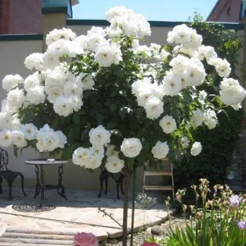 Троянда штамбова "Айсберг", фото 1